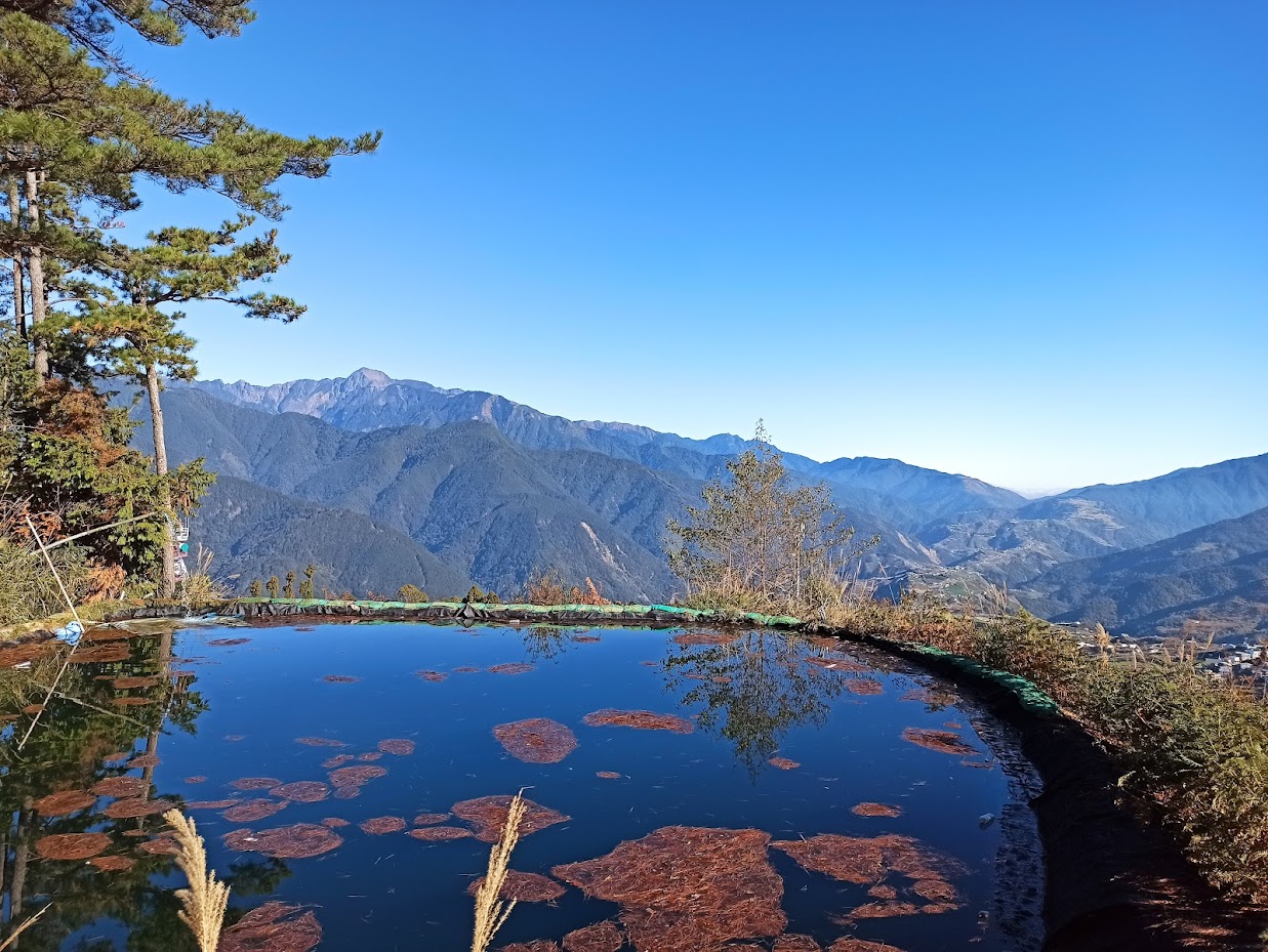 松林步道
