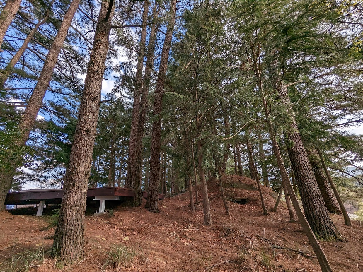 松林步道